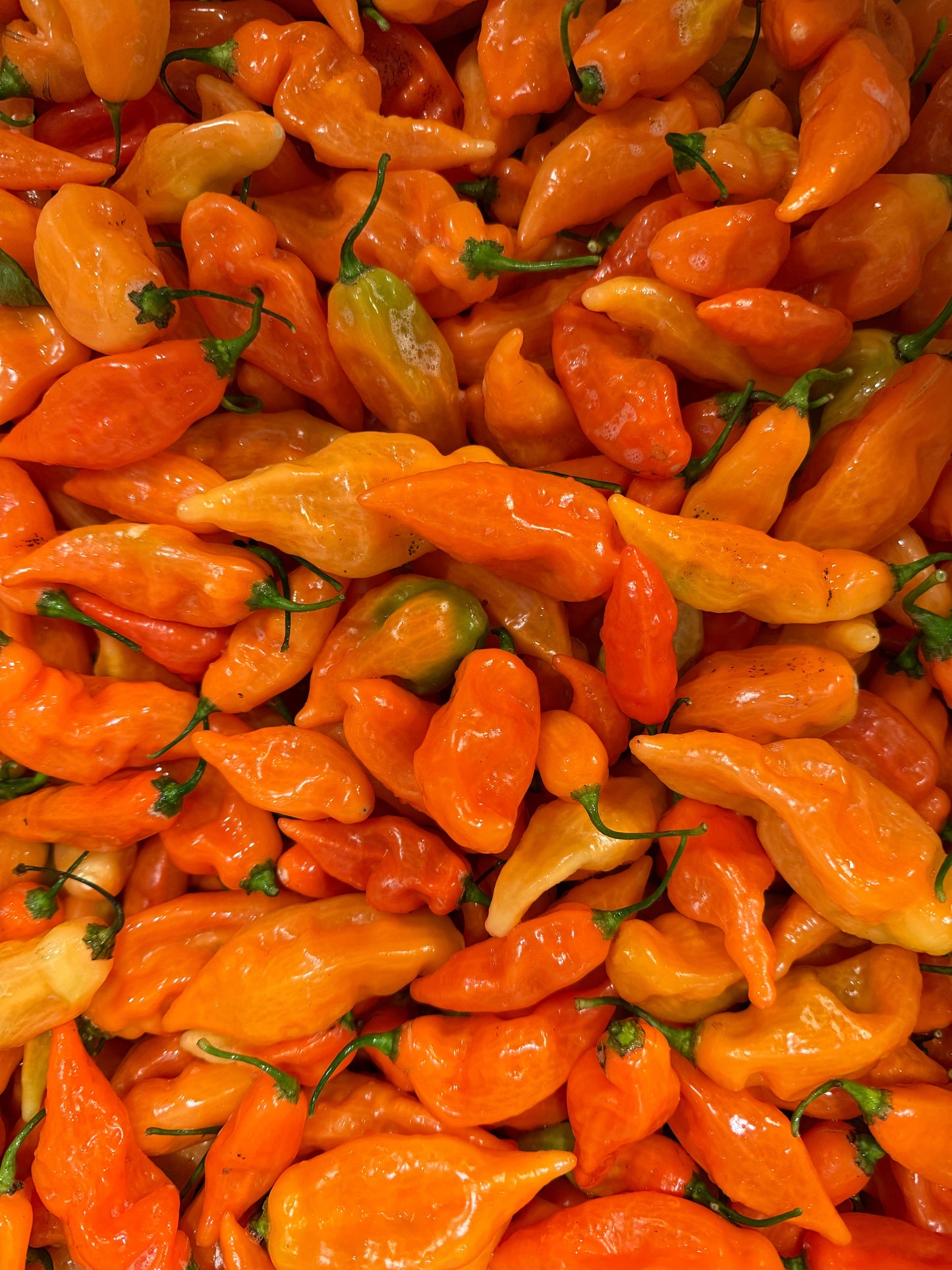 Habanada Limited Edition collab with Durant Olive Oil